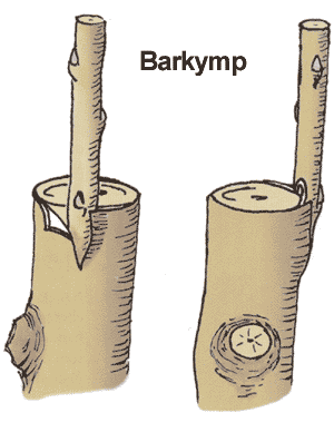 Illustration av barkympning på fruktträd: ympkvist (ympris) förs in under barken så att kambium möts när saven stiger, fixeras med bast/eltejp och tätas med ympvax. Gäller äpple/päron; alternativ skarvymp, läggymp.