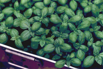Basilika i växthus i Luleå/Norrbotten – trädgårdsliv och odling för norrländsk pesto med Västerbottensost, valnötter och vitlök.