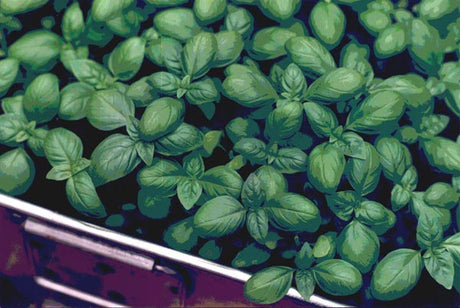 Basilika i växthus i Luleå/Norrbotten – trädgårdsliv och odling för norrländsk pesto med Västerbottensost, valnötter och vitlök.