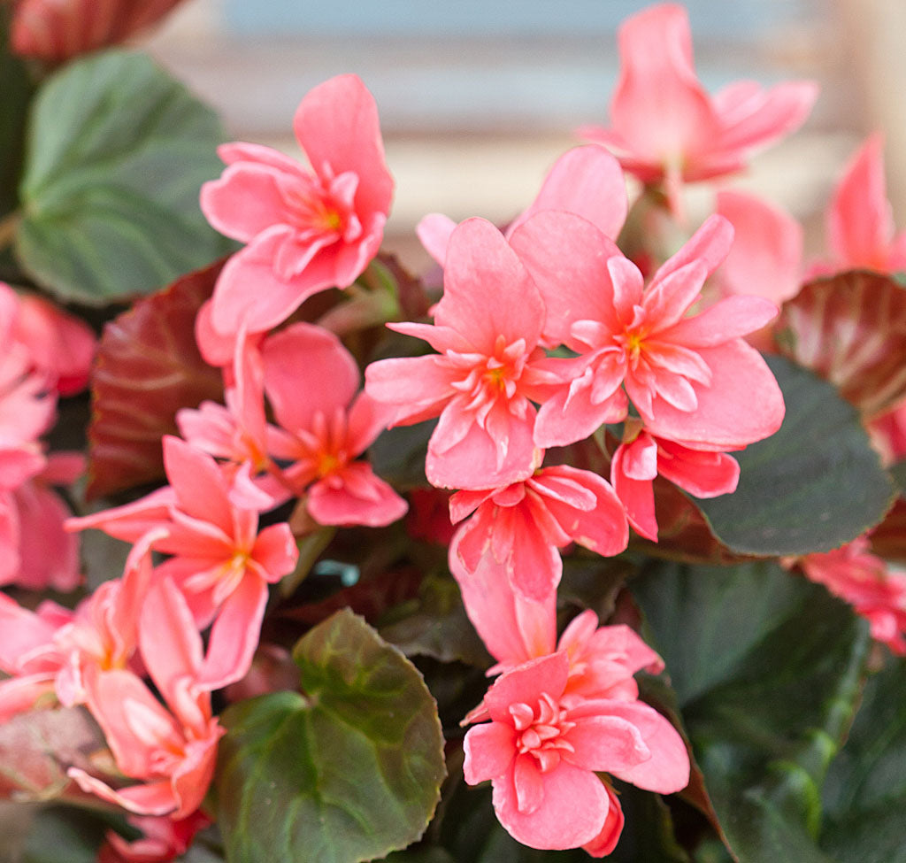 Höstbegonia 'Ceveca' – Begonia x hiemalis med varmt rosa, halvfyllda blommor med ljusa kanter och glänsande grönt bladverk; lättskött inomhusväxt för ljust läge och måttlig vattning.