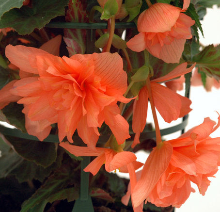 Hängbegonia 'Gubben och Gumman' – knölbegonia (Begonia x tuberhybrida), frostkänslig; övervintra svalt 10–12°C och torrt, klipp ner efter första frosten, förgro och avhärda på våren.