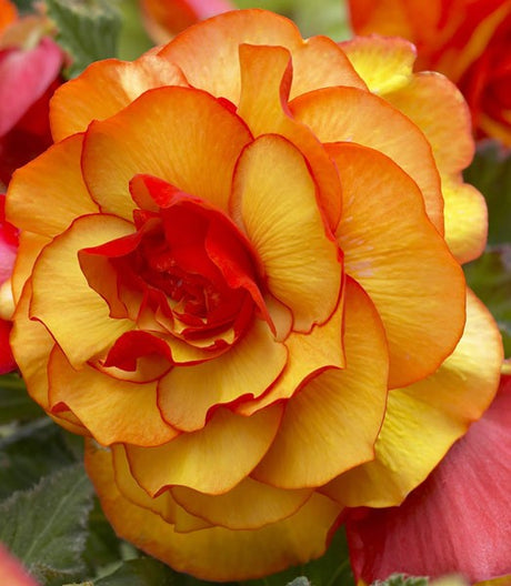 Hybridknölbegonia 'Harlequin' – Begonia x tuberhybrida i kruka för terrass/balkong; långvarig blomning i halvskugga; planteras i väldränerad blomjord med lecakulor; avhärdas på våren och övervintras svalt.