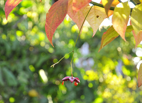 Färgsprakande benved (Euonymus) i trädgården – vingbenved med glödande röda höstfärger och dekorativa fröställningar; tålig prydnadsväxt för höstfina rabatter.