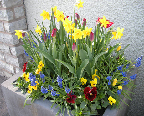 Betongkruka med lökväxter och penséer – tulpaner, påskliljor/narcisser, pärlhyacinter och allium för tidig vårblomning; höstplantering i kruka för 100 dagars färgglädje.