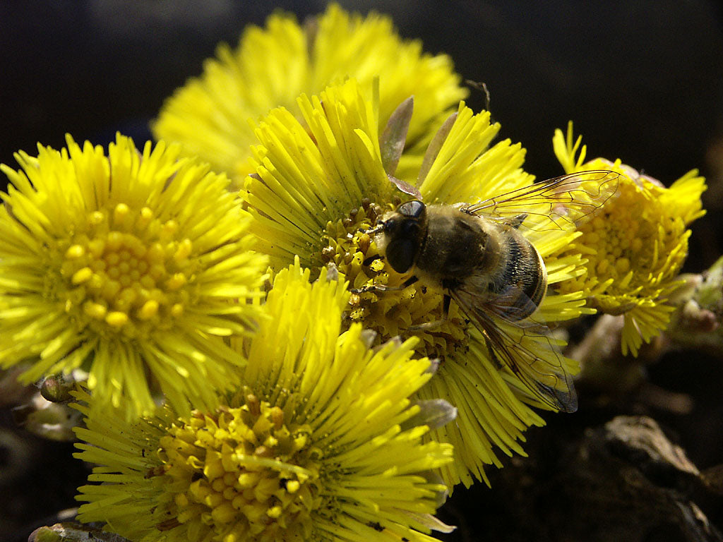 Bi på tussilago som samlar nektar och pollen – tidig vårblomma som gynnar pollinatörer som bin, humlor och fjärilar; plantera krokus, snödroppe och sälg för ökad biologisk mångfald i trädgården.
