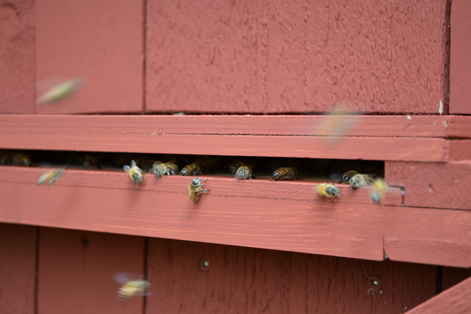 Bikupa bakom gamla svinhuset på Astrid Lindgrens Näs, Vimmerby – bin som pollinerar och stärker biologisk mångfald i hållbart odlat landskap.