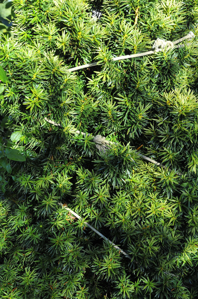 Skydda buskformade barrväxter i trädgården: bind ihop busken med mjukt rep för att motstå blötsnö och snöskador; juteväv mot tjältorka på vårvintern.