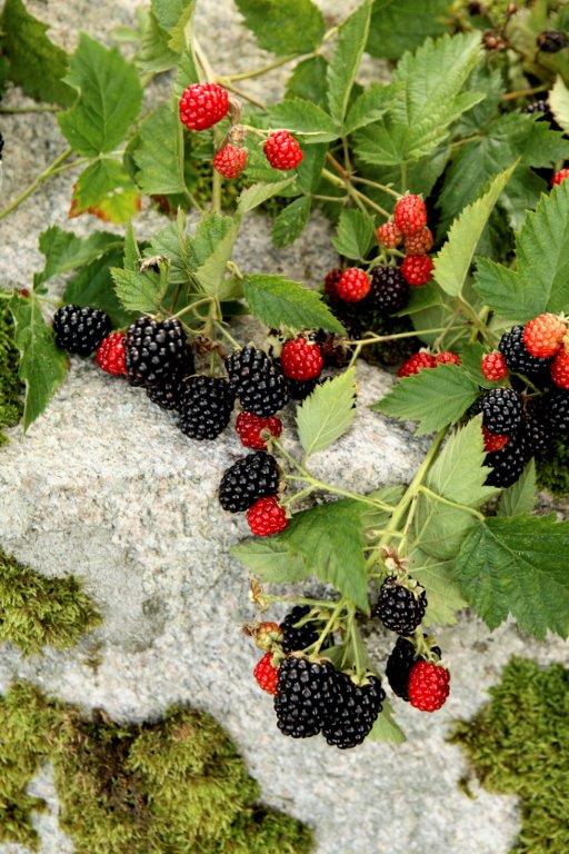 Taggfria björnbär ‘Loch Tay’ – björnbärsbuske i trädgården, halvupprätt växtsätt, stora lättplockade bär och tidig skörd i augusti; odlas soligt, härdig zon 4–5.