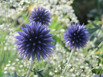 Blå bolltistel (Echinops bannaticus) i närbild – stålblå, klotformade blomklot som lockar humlor och fjärilar; härdig, torktålig perenn för solig, väldränerad rabatt, perfekt till snitt och eterneller.