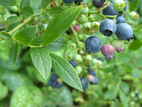 Amerikanskt blåbär ‘Putte’ (Vaccinium corymbosum) – stora, blå klotrunda bär med vitt fruktkött; plantering i sur torvjord pH 4–5, halvskugga, zon III, beskärning och skörd