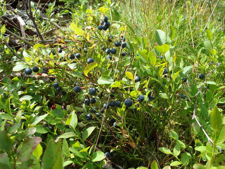 Blåbärsris i Sverige – SLU:s 2024-prognos: låg blåbärstillgång, minskad bärtäthet och svag skörd i Norrland, Götaland och Svealand efter frost och torka