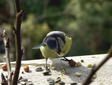 Blåmesunge äter vid fågelbord i vinter – mata småfåglar med energirik kost: solrosfrön, fröblandning, nötter och talgbollar; håll god hygien och placera fågelmatare nära skydd.