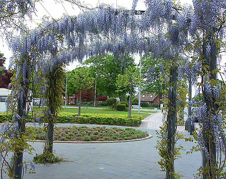 Blåregn (Wisteria sinensis) som beskärs i trädgård – vinterbeskärning/sporrbeskärning av ettåriga skott till 2–3 bladknoppar och sommarbeskärning med pincering av sidoskott till 25–30 cm för rik blomning och fin form.