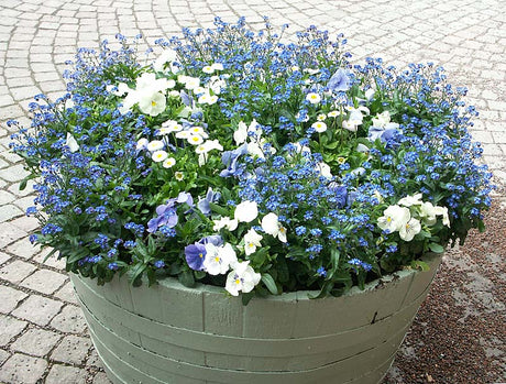 Blåvit plantering i fat med frosttåliga penséer (Viola x wittrockiana) och hornvioler, perfekt för tidig vårplantering i kruka på altan eller i balkonglåda.