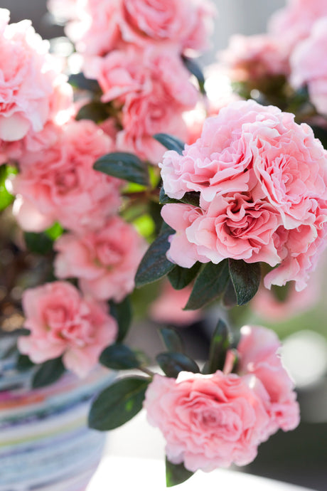 AIKO vårazalea – dubbelblommande azalea med kameliablommor i rosa, vitt och rött i silvergrå kvalitetskruka; lättskött med lång blomning.