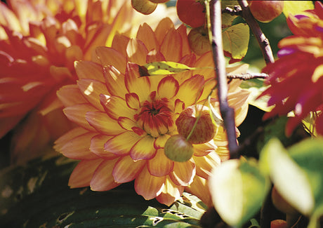 Dekorativdahlia (Dahlia x pinnata, Dekorativ-Gruppen) ’Gallery Pablo’ ur Gallery-serien – stora fyllda blommor i livfulla färger; vacker i kruka, rabatt och som snittblomma, blommar till frosten.