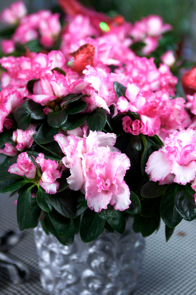 Vit fönsterazalea i fönster – azalea skötselråd: vattning i ytterkruka och ljus placering; höstazalea och vårazalea; 4–8 veckors blomning; naturlig luftfuktare för bättre inomhusmiljö.