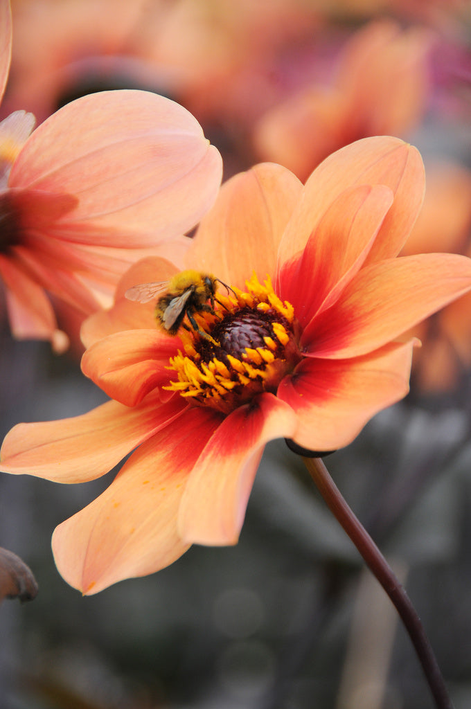 Rödbladig dahlia i närbild med rött bladverk som ger tydlig röd–grön kontrast mot lummig bakgrund; rödbladig sommarblomma som blickfång i kruka eller rabatt.