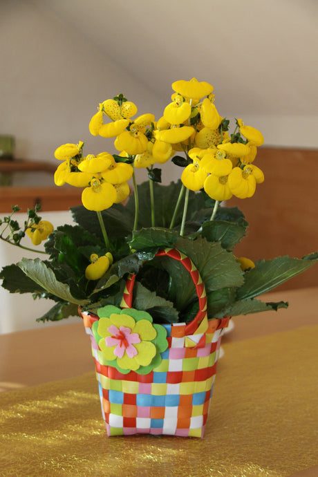 Toffelblomma Calceolaria ’Calynopsis’ i korg – färgstark vårprimadonna för utomhuskruka tidig vår; köldtålig och regntålig, trivs i halvskugga, blommor i gult, rött och orange, fin i samplantering med penséer, ranunkler och alunrot.