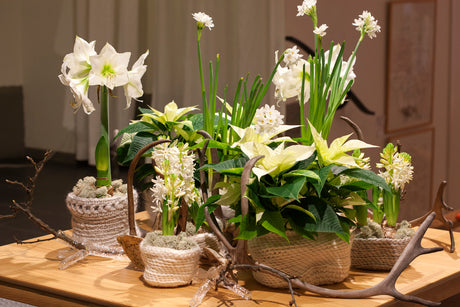 Vitt jularrangemang med cyklamen och begonia som 'Baladin' och 'Grace' – klassiska krukväxter för advent, julgrupper och stilren julstämning.