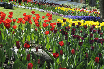 Blomsterprakt på trädgårdsmässa i Liseberg med färgsprakande blomsterarrangemang, idéträdgårdar och inspiration och fantasi från floristutbildningar och arborister; Hattparaden och nyheten Urban Garden lockar besökare.