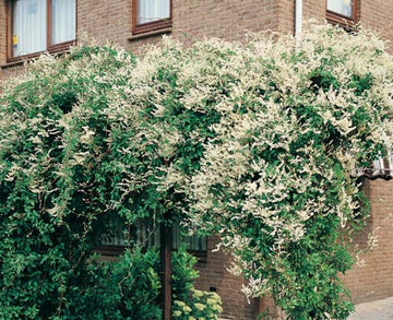 Bokharabinda, arkitektens tröst – snabb- och starkväxande, doftlös klätterbuske med vita/ljusrosa blomvippor som snabbt skapar grönt insynsskydd på spaljé i trädgården.