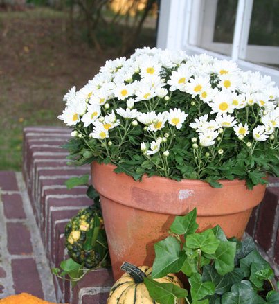 Bollkryss (Chrysanthemum x morifolium) i kruka – många utslagna blommor och knoppar som visar färg; lättskött, tålig höstplantering för halvskugga med jämn vattning.