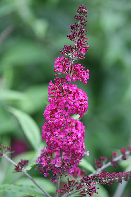 Fjärilsbuske Buddleja ‘Miss Ruby’ med intensivt rödrosa blomax i full sol; medelhög 1–1,5 m, blommar juli till frosten och lockar fjärilar i väldränerad, näringsrik jord.