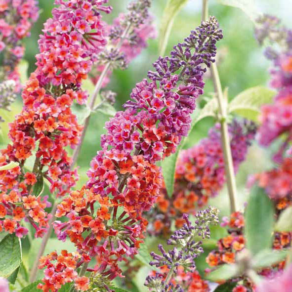 Fjärilsbuske Buddleja 'Flower Power' från BoGrönt – blålila till orange blommor som doftar honung och lockar fjärilar; sensommarblomning i soligt, väldränerat läge