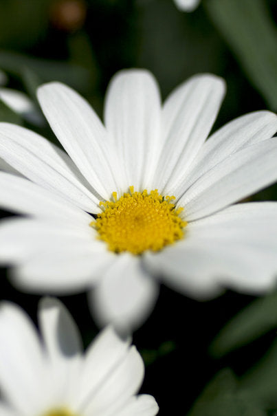 Buskmargerit i närbild – lättskött, blomvillig sommarblomma för kruka och rabatt; trivs i sol och halvskugga. Foto: Blomsterfrämjandet.