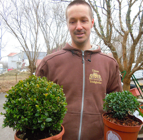 Japansk järnek (Ilex crenata) kontra buxbom – tät, vintergrön ersättare för häckar och klippta bollar; sorterna Dark Green, Convexa, Golden Gem; tål formklippning, trivs i sur jord och drabbas inte av buxbomssvamp