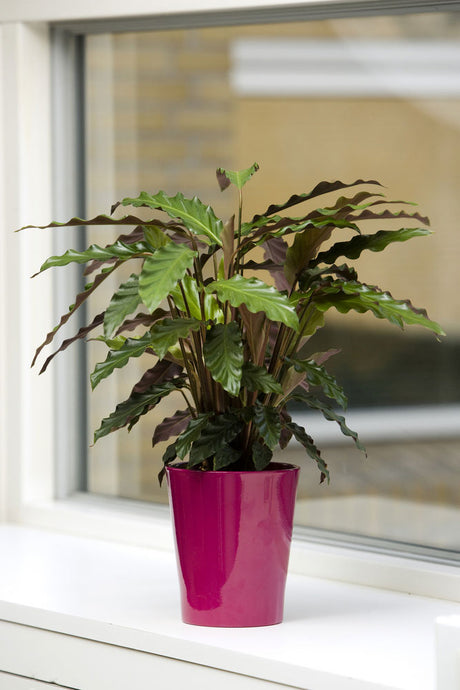 Calathea rufibarba – vågbladskalatea med olivgröna, vågiga blad och rödviolett undersida; lättskött exotisk krukväxt för inomhus som trivs i ljust läge utan direkt sol och jämn luftfuktighet.