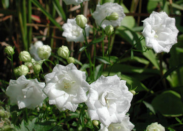 Dvärgklocka Campanula cochleariifolia ‘Elisabeth Oliver’ White med vita, fyllda klockor – marktäckande perenn för stenparti i sol/halvskugga och väldränerad jord.