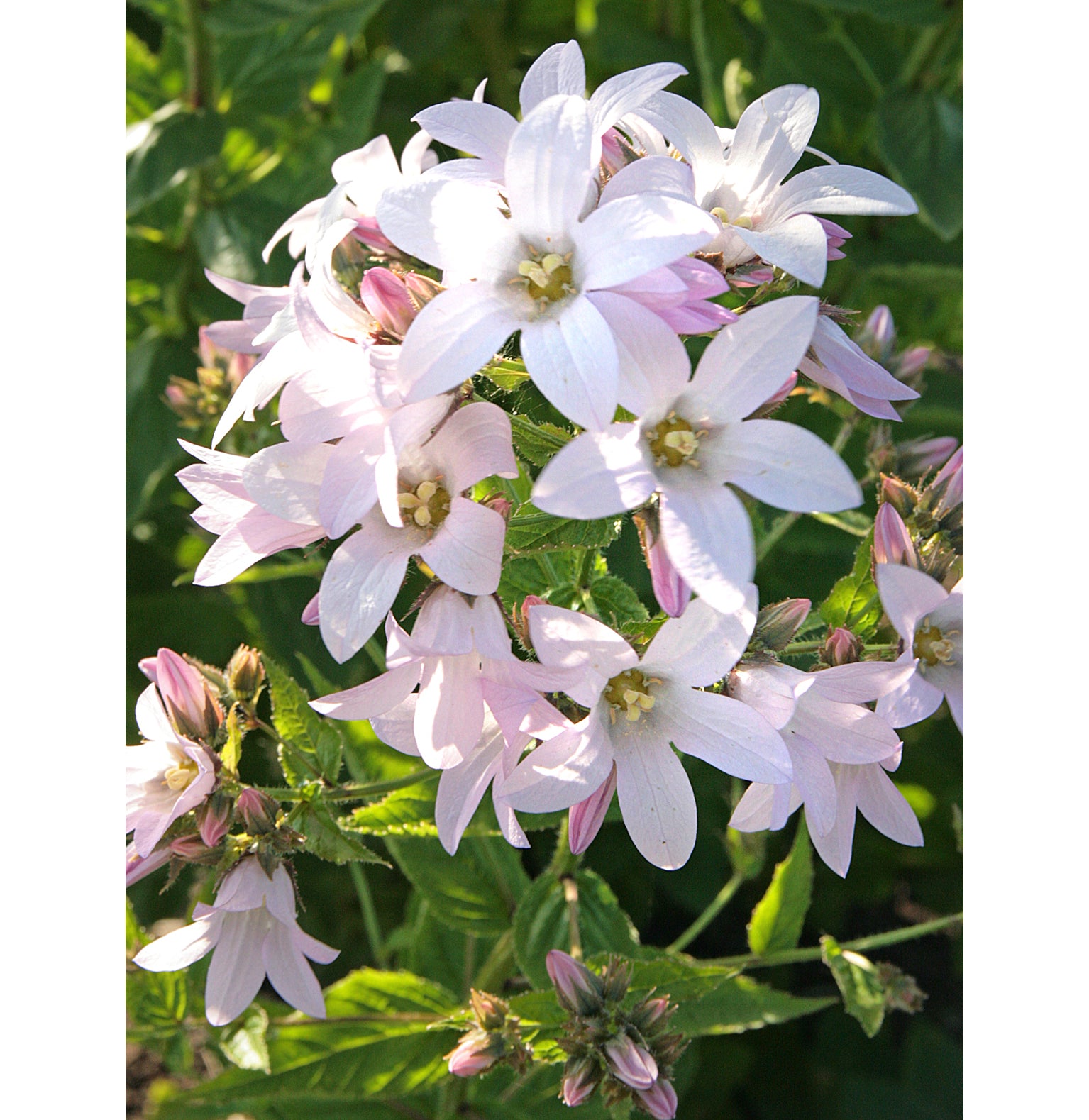 Mjölkklocka (Campanula lactiflora ’Loddon Anna’) – ljusrosa, sirlig perenn för rabatter/cottage garden; blommar juli–september, lättodlad i sol–halvskugga och näringsrik, väldränerad jord.