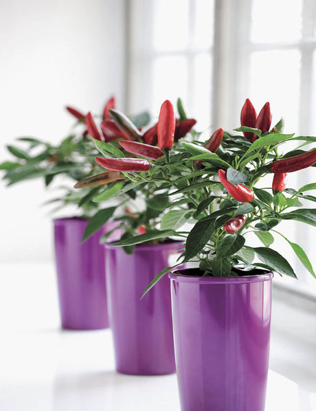 Chilipeppar Capsicum annuum 'Apache' – rikbärande prydnadspaprika i kruka på terrassen, perfekt till Spaghetti Aglio, Olio e Peperoncino.