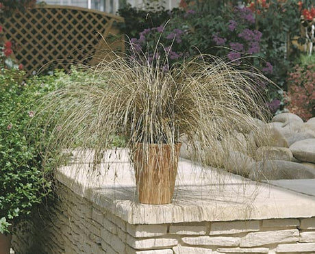 Starr Carex 'Bronco' i höstplantering – prydnadsgräs med bronsiga toner för balkong, altan och trädgård, tålig perenn som ger struktur och grönska i sensommar och höst