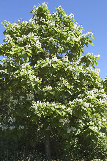 Catalpa speciosa (praktkatalpa) med pyramidformad krona och vita blommor – härdig till zon 4; snabbväxande prydnadsträd för svenska trädgårdar i kallare klimat.