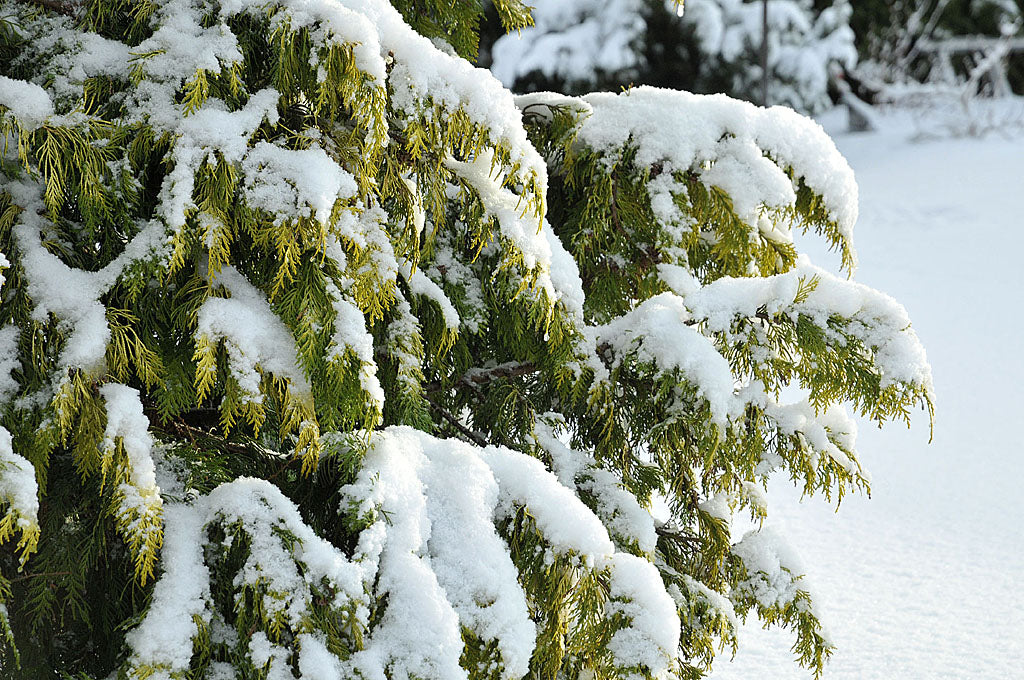 Ädelcypress (Chamaecyparis lawsoniana ‘Golden Wonder’) i snö – städsegrön barrväxt för vintergrön trädgård, zon 2; trivs i väldränerad humusrik jord på skyddad plats mot tjältorka.