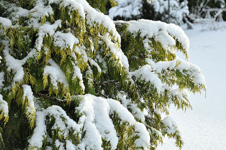 Ädelcypress (Chamaecyparis lawsoniana ‘Golden Wonder’) i snö – städsegrön barrväxt för vintergrön trädgård, zon 2; trivs i väldränerad humusrik jord på skyddad plats mot tjältorka.