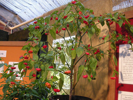 Jamaican Bell chilipeppar – odla chili steg för steg: sådd och förodling, omplantering, växtbelysning, härdning, vattning, tomatnäring, pollinering och skörd.