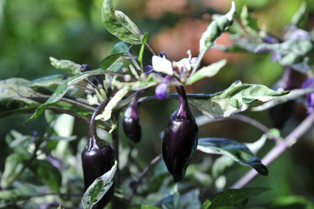 Chiliplanta 'Variegata' som övervintras inomhus på fönsterbräda med växtbelysning; rätt vattning, handpollinering, ökad luftfuktighet och beskärning på våren för bättre skörd.
