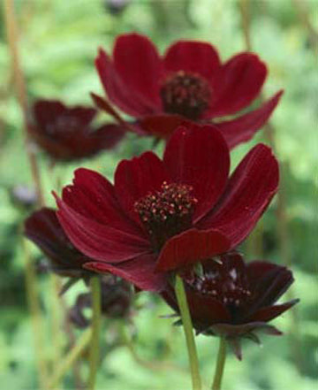 Chokladblomma (Chocolate Cosmos) i trädgården – doftande mörkröd blomma; Odla.nu forum: vinterförvaring/övervintring, stenpartiväxter och kompost av äppelskal och potatisskal.