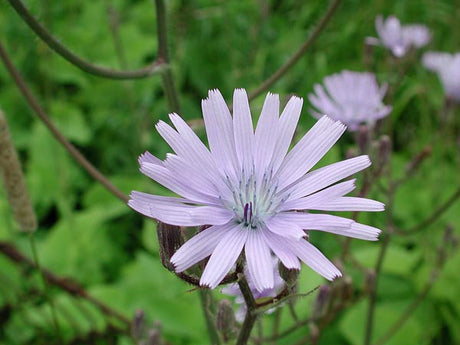 Blå cikoria (Cichorium intybus) som blommar längs vägkant i svenska sommarängar – sommarens blommande fält och ängar, gynnar biologisk mångfald och pollinerande insekter, ofta förväxlad med parksallat.