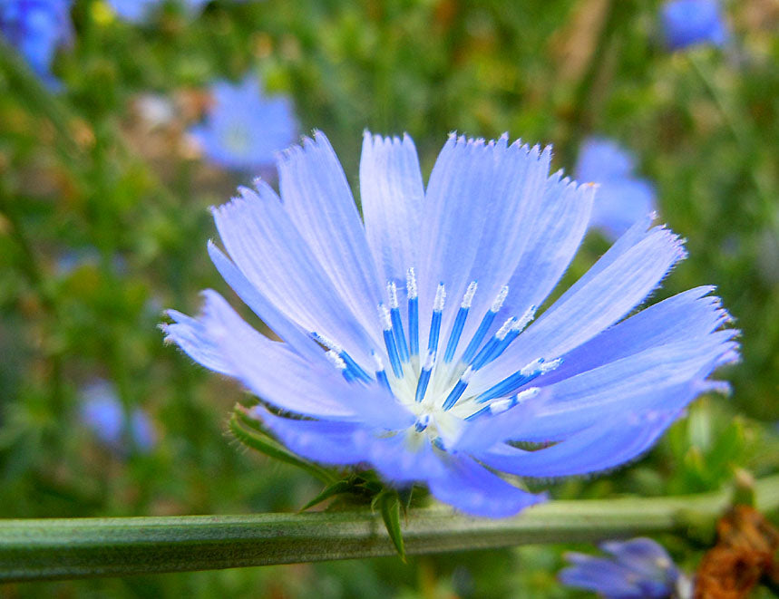 Närbild av cikoria (Cichorium intybus) – himmelsblå blomma längs kantig stjälk och smala, tandade rosettblad; icke-invasiv, sprids med frön. Jämför med parksallat (Cicerbita macrophylla): glesa klasar, hjärtformade blad, invasiv via jordstammar.