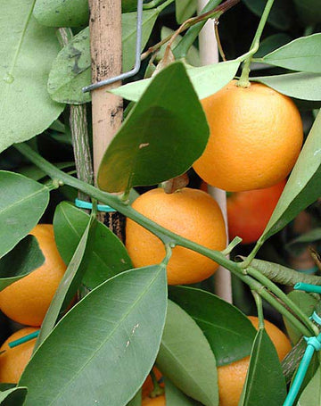 Kalamondin (Citrus x microcarpa) i kruka – odla citrus inomhus; miniatyrcitrusträd med blommor och frukt som ger Medelhavskänsla i hemmet.