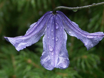Storblommig blå klematis med sammetslyster – stjärnformade blommor på klätterväxt för spaljé eller pergola i trädgården; variation, skötsel, planterings- och odlingsråd samt rätt beskärningsgrupp.