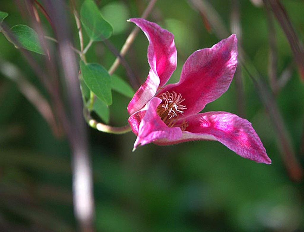 Klematis texensis 'Prinsessan Diana' – klättrande perenn i Texensis-gruppen med tulpanformade blommor; blomning juli–höst, beskärningsgrupp 3, ideal för spaljé och pergola i sol/halvskugga
