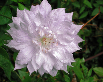 Storblommig klematis Clematis ’Josephine’ i blom; beskärning inför vintern med hård beskärning på hösten, vinterskydd med torra löv och juteväv, plantera djupt för säker övervintring