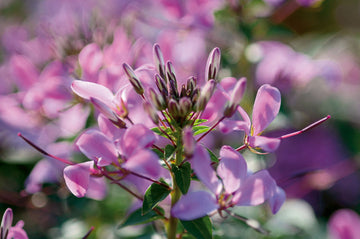 Paradisblomster/spindelblomma (Cleome hassleriana) 'Senorita Rosalita' – kompakt, tagglös sort med violettrosa, sterila blommor och lång blomning; ideal för krukodling och rabatt; lockar fjärilar och bin.