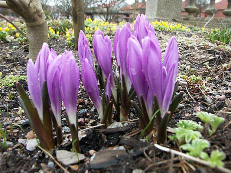 Ljusblomma (Colchicum vernum) – rosalila vårblomma med tidig blomning före bladen; ideal för stenparti i väldränerad sandig lerjord, sorksäker och härdig till zon 2.